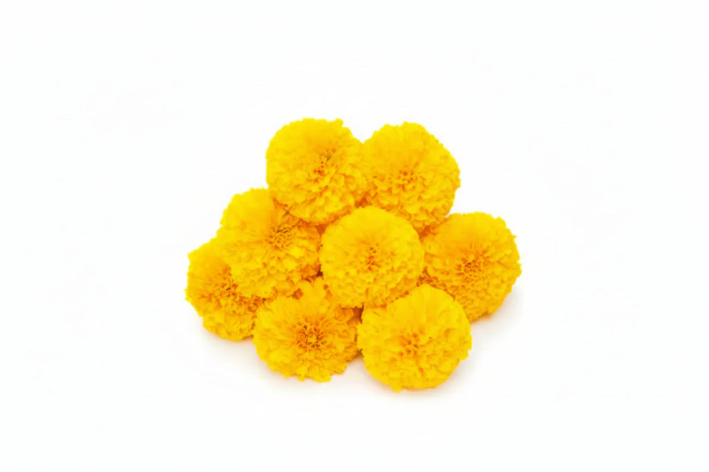 Marigold Flower - Yellow