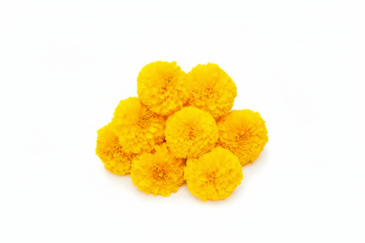 Marigold Flower - Yellow