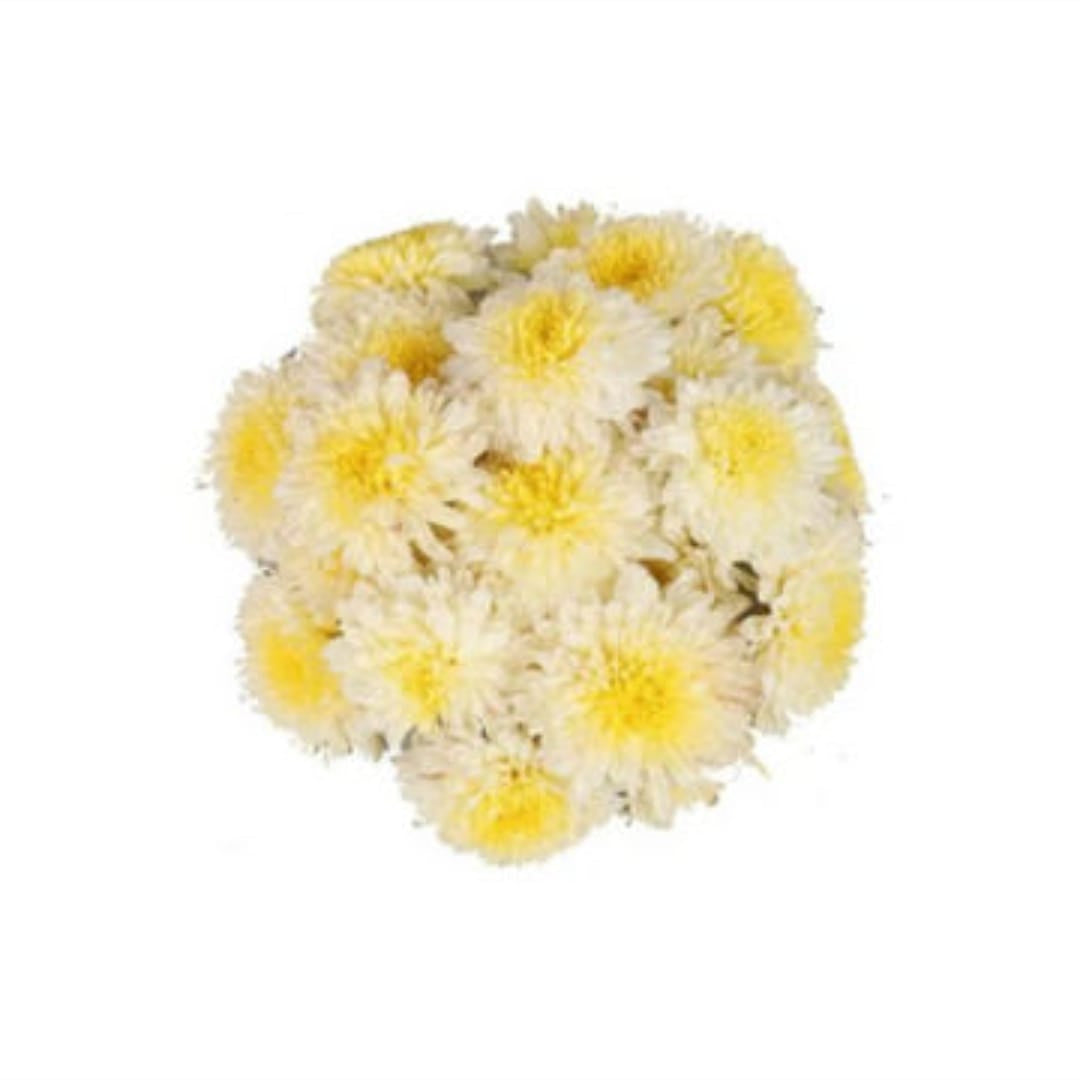 Shevanti Flower - white