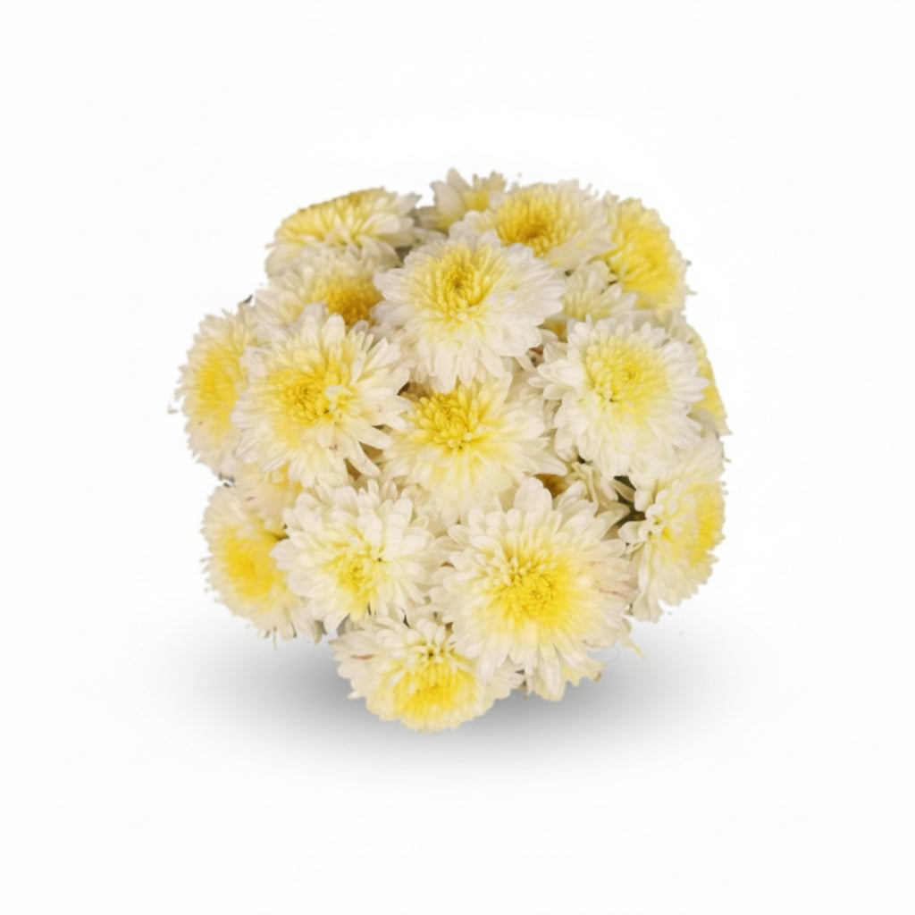 Shevanti Flower - white