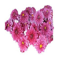 Shevanti Flower-Pink