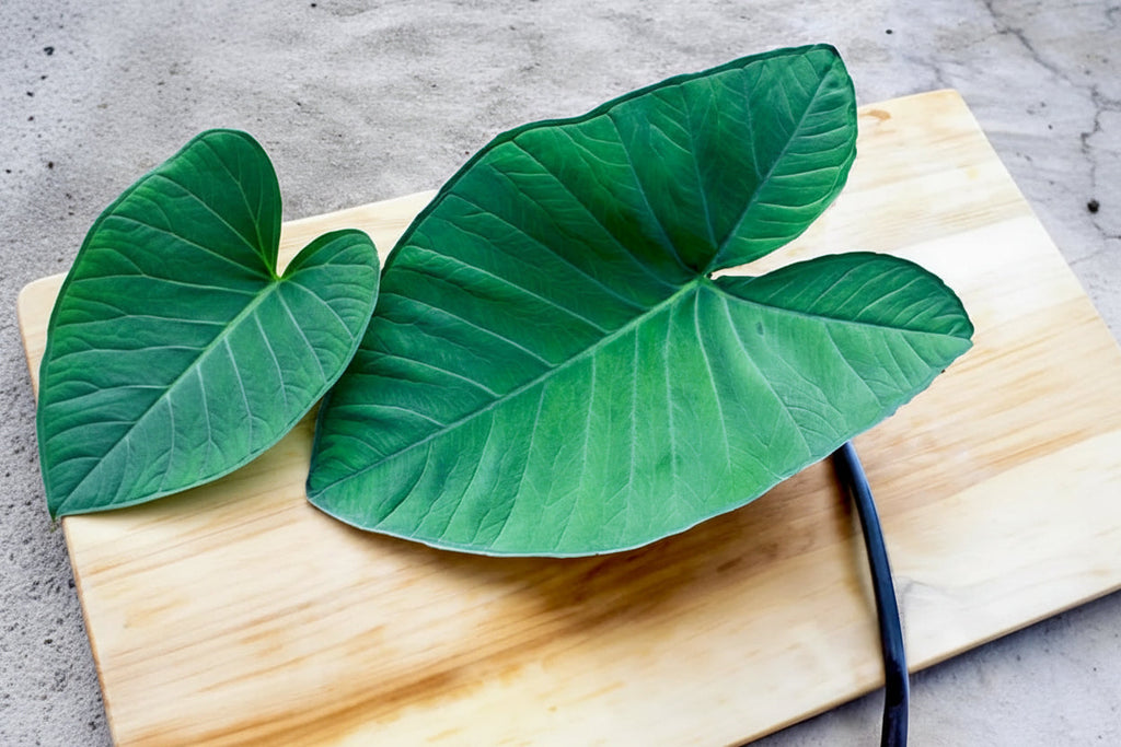 Allu leaves with steam