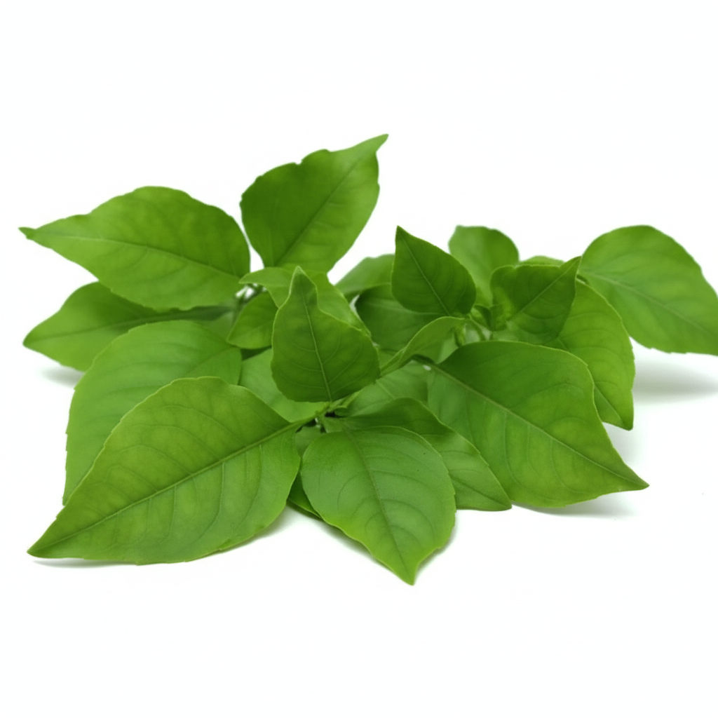 Bel Patra