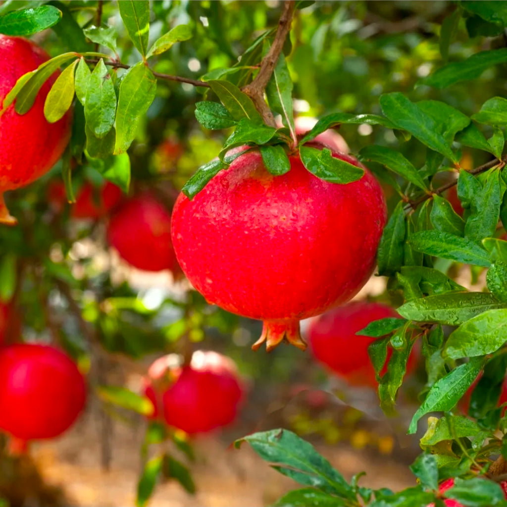 Pomegranate