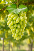 Grapes Sonaka