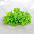 Lettuce Green