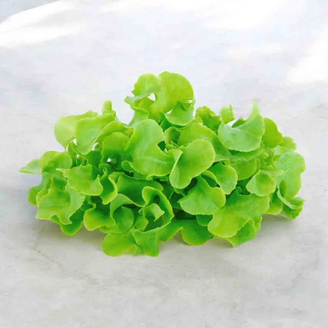 Lettuce Green