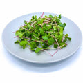 Micrigreens-Radish White