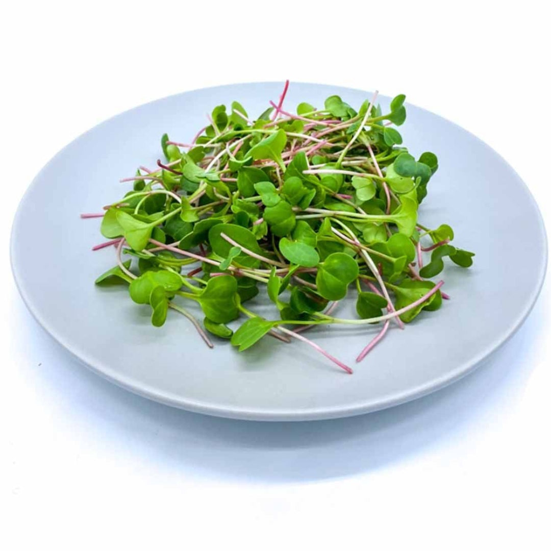 Micrigreens-Radish White