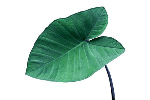 Allu leaves with steam