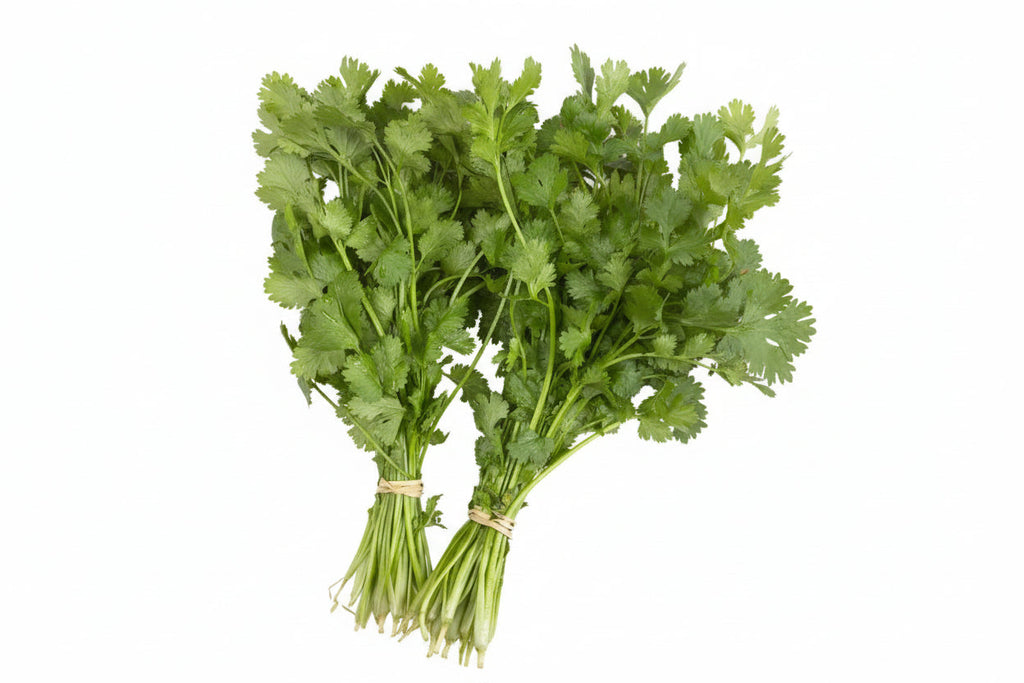Organic Coriander (Gavran)
